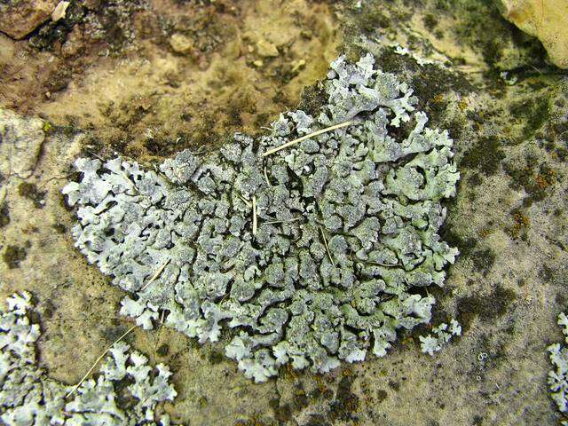 Image of Blue-gray rosette lichen