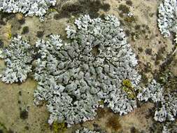 Image of Blue-gray rosette lichen