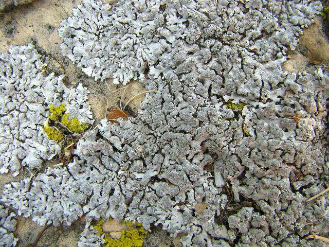 Image of Blue-gray rosette lichen