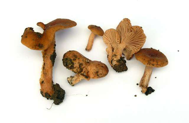 Image of Lactarius rubidus (Hesler & A. H. Sm.) Methven 2013