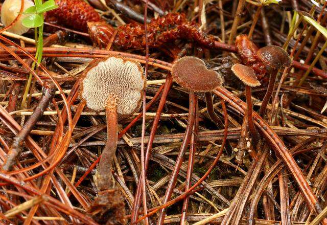 Imagem de Auriscalpiaceae