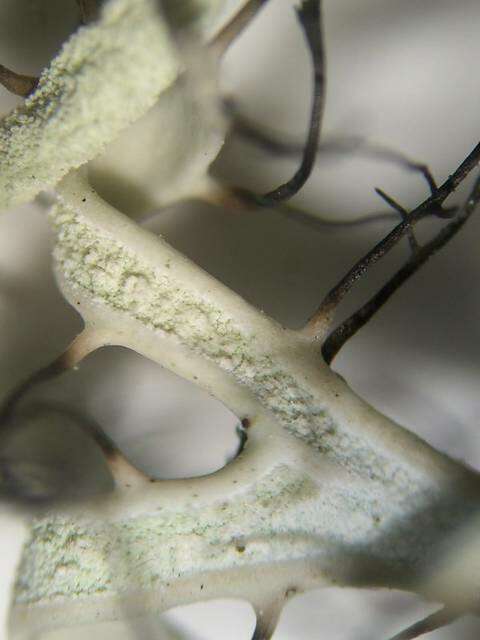 Image of Lecanoromycetidae