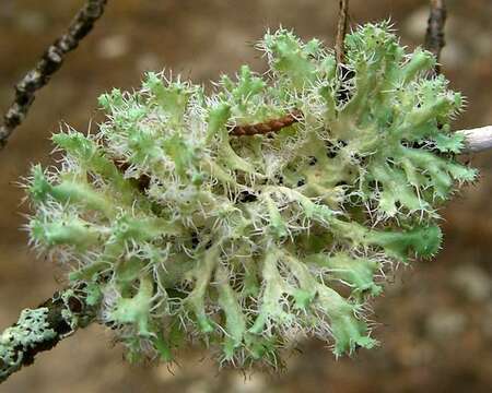 Image of shield lichen