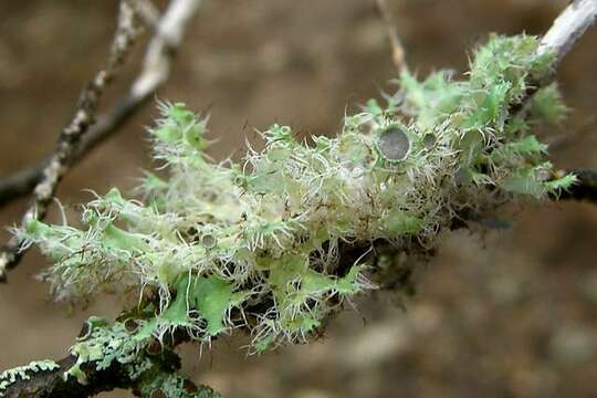 Image of shield lichen