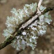 Image of shield lichen