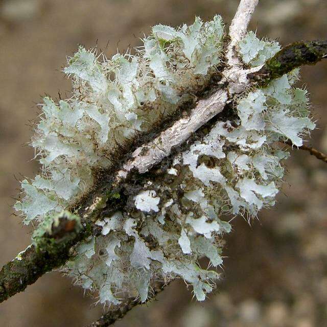 Image of shield lichen