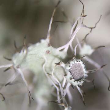 Image of shield lichen