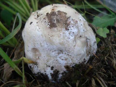 Image of Hypomyces hyalinus (Schwein.) Tul. & C. Tul. 1860