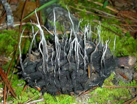 Imagem de Xylaria magnoliae J. D. Rogers 1979