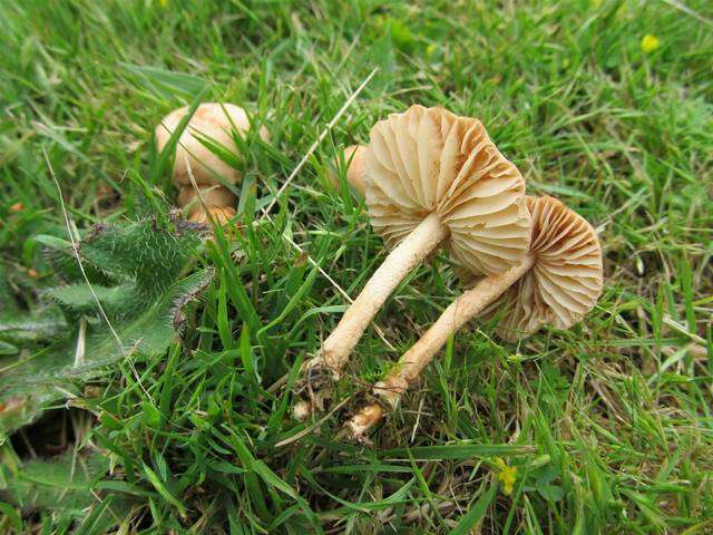 Image of Marasmius