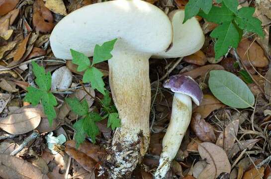 Image of Tylopilus williamsii Singer & J. García 1991