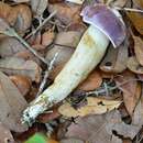 Imagem de Tylopilus williamsii Singer & J. García 1991