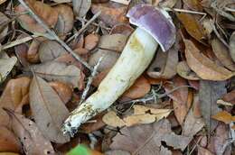 Image of Tylopilus williamsii Singer & J. García 1991