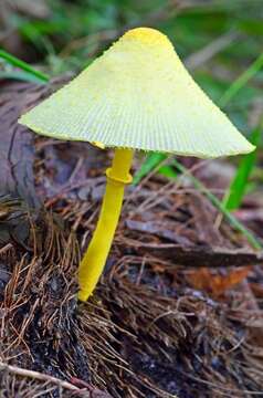 Image of Leucocoprinus