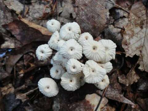 Image of Marasmius