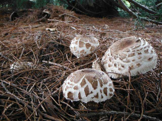 Image of Chlorophyllum brunneum (Farl. & Burt) Vellinga 2002