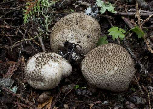 Image de Lycoperdon subcretaceum (Zeller) Jeppson & E. Larss. 2010