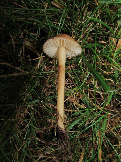 Image of Marasmius