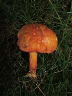 Image of Chalciporus