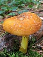 Слика од Amanita flavoconia G. F. Atk. 1902