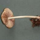 Image of Pluteus primus Bonnard 1991