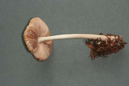 Image of Pluteus primus Bonnard 1991