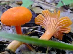 Cantharellus cinnabarinus (Schwein.) Schwein. 1832 resmi