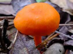 Cantharellus cinnabarinus (Schwein.) Schwein. 1832 resmi