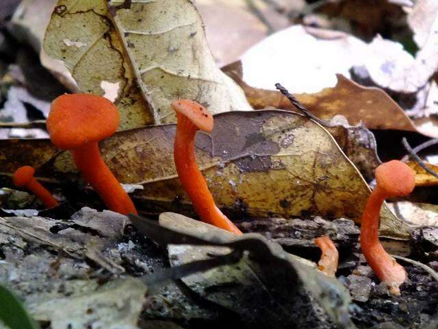 Cantharellus cinnabarinus (Schwein.) Schwein. 1832 resmi