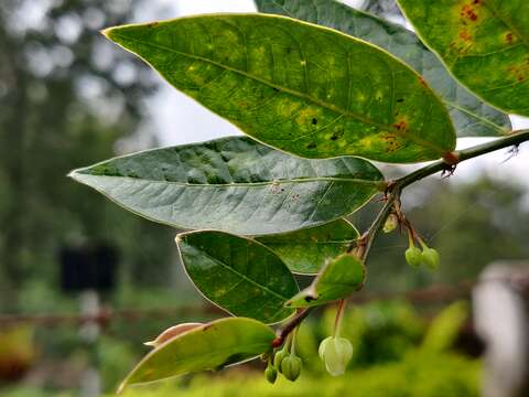 Phyllanthus anamalayanus (Gamble) G. L. Webster的圖片