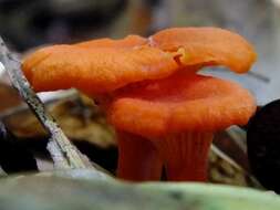 Cantharellus cinnabarinus (Schwein.) Schwein. 1832 resmi