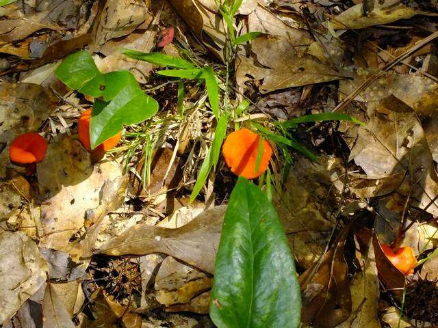 Cantharellus cinnabarinus (Schwein.) Schwein. 1832 resmi