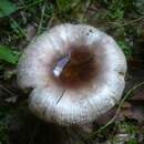 Image of Russula nauseosa (Pers.) Fr. 1838