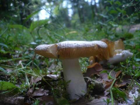 Image of Russula nauseosa (Pers.) Fr. 1838