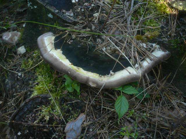 صورة Trametes