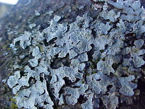 Image of shield lichen