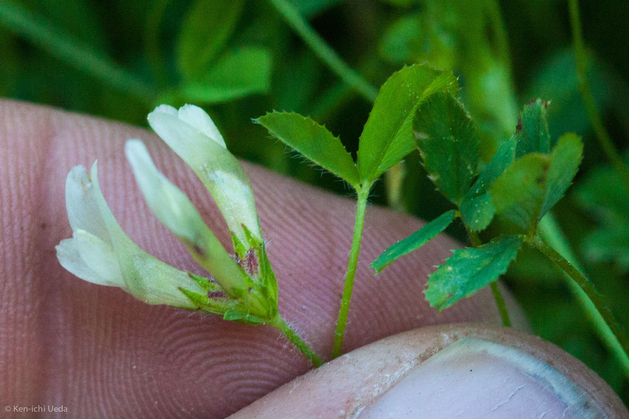 Image of mountain carpet clover