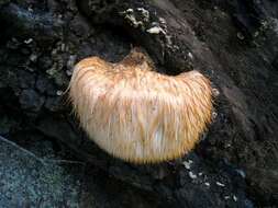 Image of tooth fungi