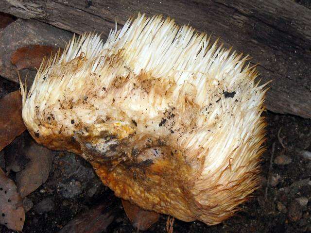 Image of tooth fungi