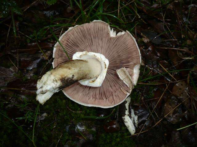 Image of Agaricus