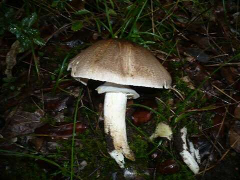 Image of Agaricus