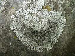 Image of rosette lichen