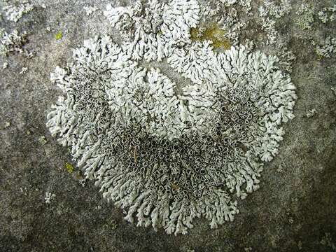 Image of rosette lichen