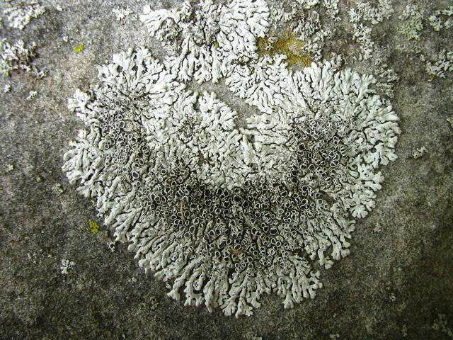 Image of rosette lichen