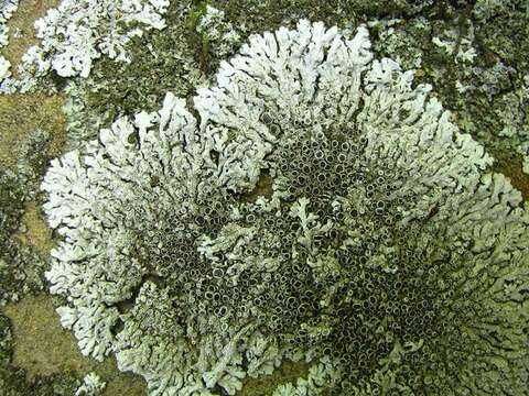 Image of rosette lichen