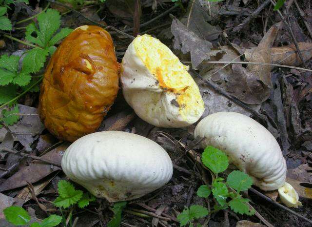 Image of Calvatia