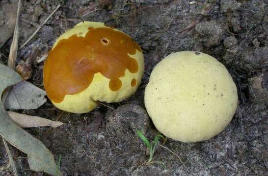 Image de Calvatia