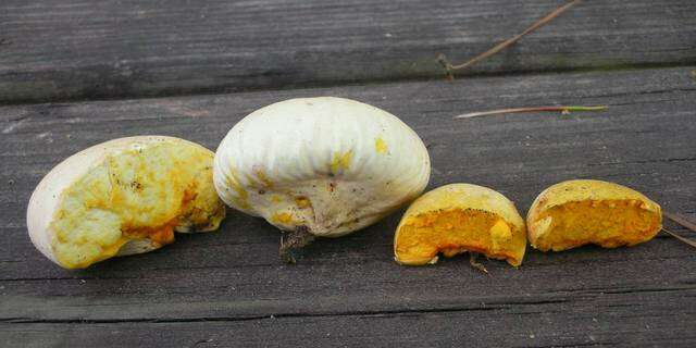 Image of Calvatia