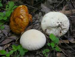 Image of Calvatia