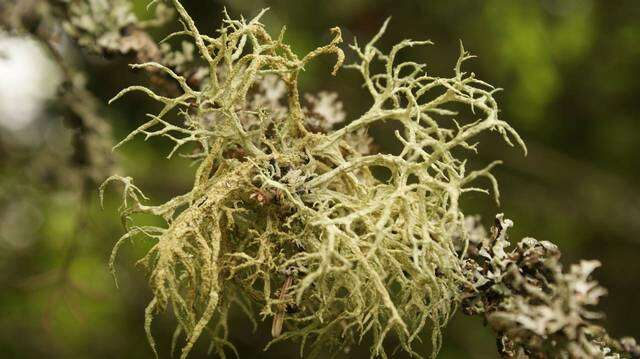 Image of ring lichen